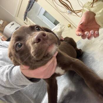 Labrador Retriever and Mixed Breed Dogs Available for Adoption - Red Delicious | PetCurious