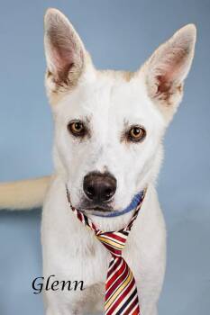 Glenn -  Husky and Shepherd Dog for Adoption in Gilbert, Arizona - Glenn | PetCurious