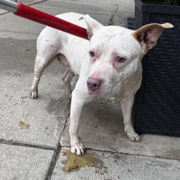 AHNJ-Stray-121154 -  Pit Bull Terrier Dog for Adoption in Newark, New Jersey - AHNJ-Stray-121154 | PetCurious