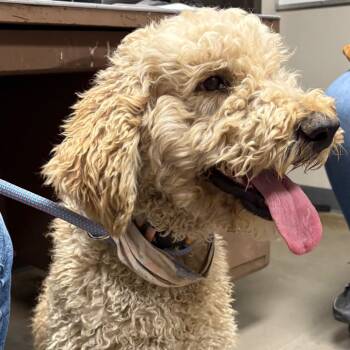 Poodle and Golden Retriever Dogs Available for Adoption in Yuma, Arizona - Bandana | PetCurious
