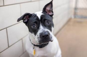 Bess -  Pit Bull Terrier and Mixed Breed Dog for Adoption in Golden Valley, Minnesota - Bess | PetCurious