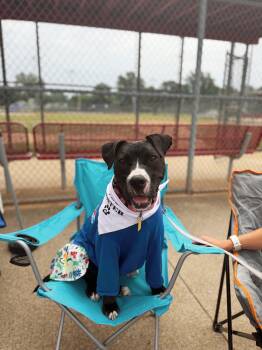 Pippy -  Pit Bull Terrier Dog for Adoption in Seville, Ohio - Pippy | PetCurious