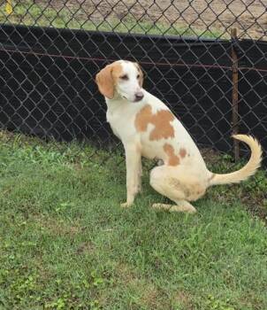 Hound and Mixed Breed Dogs Available for Adoption in Conway, South Carolina - Daisy | PetCurious