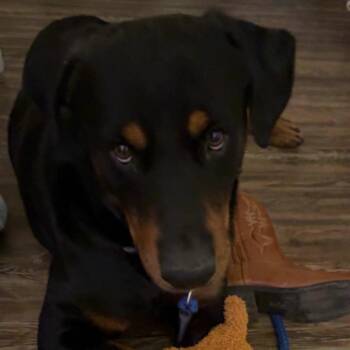 Rottweiler and Mixed Breed Dogs Available for Adoption in Austin, Texas - Karnak | PetCurious