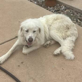 Lucas -  Great Pyrenees Dog for Adoption in Spring, Texas - Lucas | PetCurious