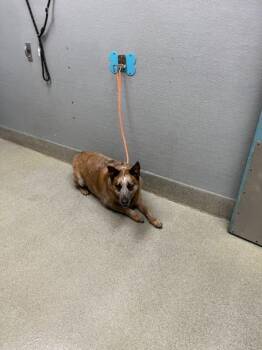 Rescue Australian Shepherd Dogs for Adoption in Las Vegas, Nevada - PATRICK | PetCurious