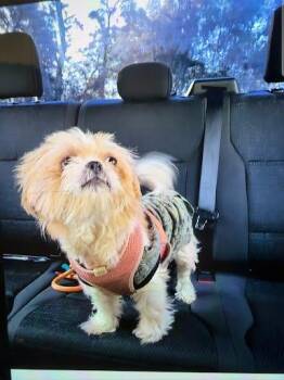 Maryland -ADOPTED! -  Mixed Breed Dog for Adoption in Chamblee, Georgia - Maryland -ADOPTED! | PetCurious