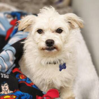 Gandalf - Chino Hills Location -  Terrier and Mixed Breed Dog for Adoption in Chino Hills, California - Gandalf - Chino Hills Location | PetCurious