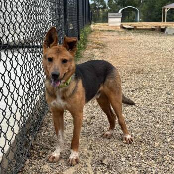 Vixen -  German Shepherd Dog and Mixed Breed Dog for Adoption in Monticello, Iowa - Vixen | PetCurious