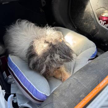 Shih Tzu Dogs Available for Adoption in West Plains, Missouri - Lacy | PetCurious