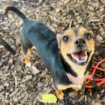 Uva -  Miniature Pinscher Dog for Adoption in Trenton, New Jersey - Uva | PetCurious