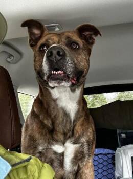 Boxer and Affenpinscher Dogs Available for Adoption in Battle Ground, Washington - Honeybear | PetCurious