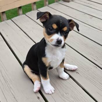 Australian Shepherd Dogs Available for Adoption in Grand Rapids, Michigan - Mercy- Overwatch Support Squad | PetCurious