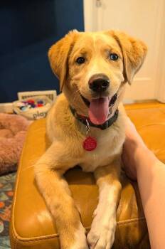 Labrador Retriever and Husky Dogs Available for Adoption in Seattle, Washington - Queso | PetCurious