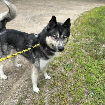 Bruno-Available Soon! -  Siberian Husky Dog for Adoption in Conway, New Hampshire - Bruno-Available Soon! | PetCurious