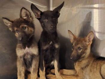 Rescue German Shepherd Dog and Mixed Breed Dogs for Adoption in Hobart, Indiana - Sarah | PetCurious