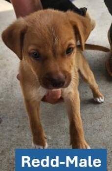 Redd - Americana Litter -  Yellow Labrador Retriever Dog for Adoption in Sheboygan, Wisconsin - Redd - Americana Litter | PetCurious