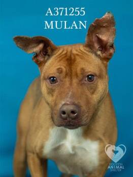 MULAN -  Pit Bull Terrier Dog for Adoption in Stockton, California - MULAN | PetCurious