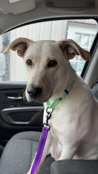Rescue Labrador Retriever Dogs for Adoption in Mandan, North Dakota - Hank | PetCurious