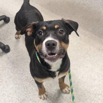 Terrier Dogs Available for Adoption - Lawson | PetCurious