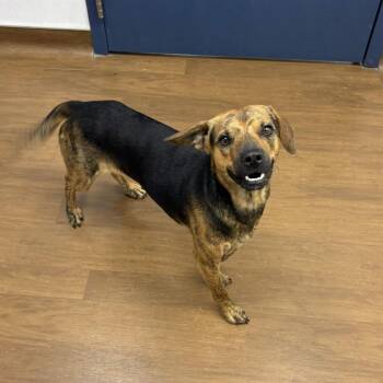 Black Mouth Cur and Hound Dogs Available for Adoption in Beaumont, Texas - Jett | PetCurious