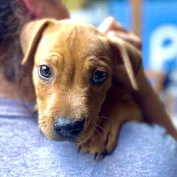 Ty Lee -  Mixed Breed Dog for Adoption in Decatur, Georgia - Ty Lee | PetCurious