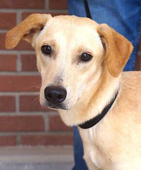 Buddy -  Labrador Retriever and Golden Retriever Dog for Adoption in Carrollton, Texas - Buddy | PetCurious