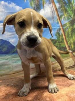 Madonna -  Cattle Dog and Mixed Breed Dog for Adoption in San Antonio, Texas - Madonna | PetCurious