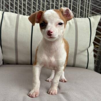 Cardi -  Chihuahua Dog for Adoption in Pflugerville, Texas - Cardi | PetCurious