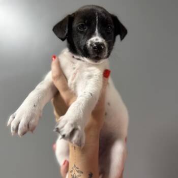 Mixed Breed Dogs Available for Adoption in Myrtle Beach, South Carolina - Gracie | PetCurious