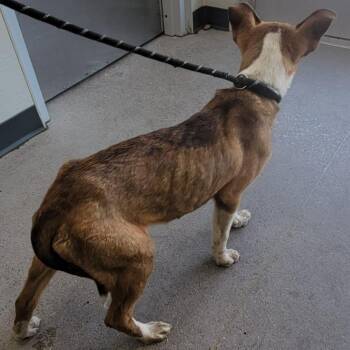 Mixed Breed Dogs Available for Adoption in Las Cruces, New Mexico - Penny | PetCurious
