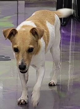 Rescue Jack Russell Terrier and Chihuahua Dogs for Adoption in Anna, Illinois - Babe | PetCurious