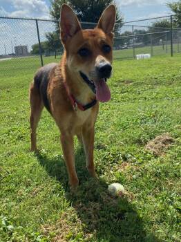She -  Shepherd Dog for Adoption in Schertz, Texas - She | PetCurious