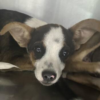 Casserole -  Mixed Breed Dog for Adoption in Corbin, Kentucky - Casserole | PetCurious