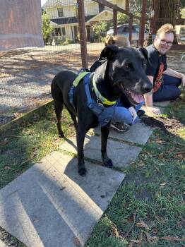 Rescue Labrador Retriever and Pointer Dogs for Adoption in Petaluma, California - Ernie | PetCurious