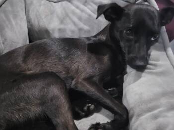 Momma Millie -  Chihuahua and Rat Terrier Dog for Adoption - Momma Millie | PetCurious