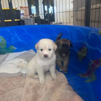 Reiki -  Mixed Breed Dog for Adoption in Frederiksted, St. Croix - Reiki | PetCurious