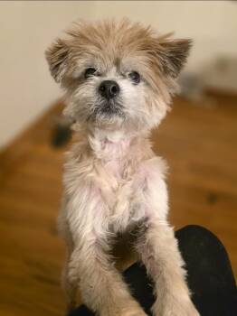 Louie -  Pomeranian Dog for Adoption in Lincoln, Nebraska - Louie | PetCurious