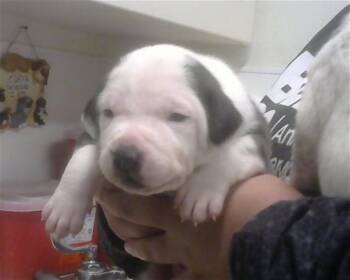 Australian Cattle Dog Blue Heeler and Mixed Breed Dogs Available for Adoption - BRODIE | PetCurious