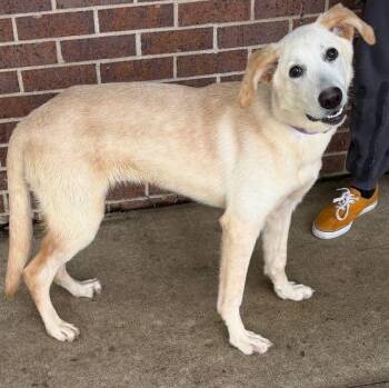 Trudy -  Labrador Retriever Dog for Adoption in Waterloo, Iowa - Trudy | PetCurious