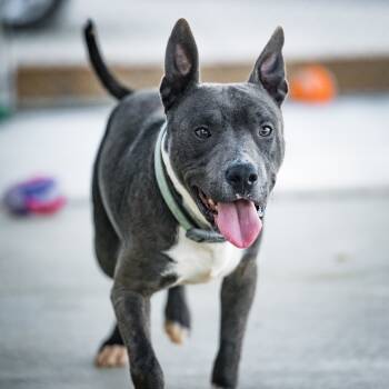 Rescue Pit Bull Terrier Dogs for Adoption in Twentynine Palms, California - Wonder Pup | PetCurious