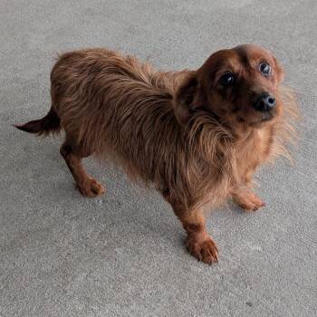 Beast -  Yorkshire Terrier Dog for Adoption in Emporia, Kansas - Beast | PetCurious