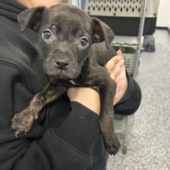 Boxer and Mixed Breed Dogs Available for Adoption - Houndstooth | PetCurious