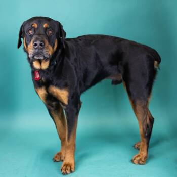 Bear -  Rottweiler Dog for Adoption in Portland, Oregon - Bear | PetCurious