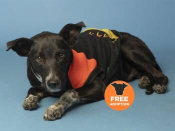 SHADOW -  German Shepherd Dog and Mixed Breed Dog for Adoption in Phoenix, Arizona - SHADOW | PetCurious
