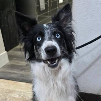 Roxie -  Australian Shepherd and Mixed Breed Dog for Adoption in Fort Collins, Colorado - Roxie | PetCurious