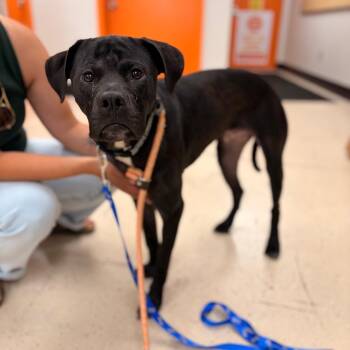 Mojo -  Mixed Breed Dog for Adoption in Spokane, Washington - Mojo | PetCurious