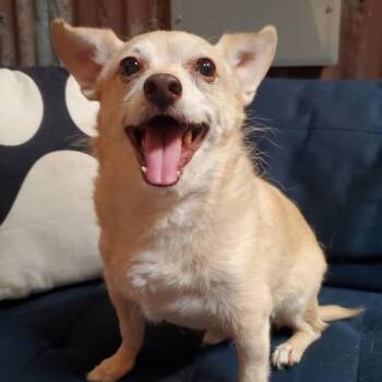 Archie -  Chihuahua and Jack Russell Terrier Dog for Adoption in Temecula, California - Archie | PetCurious
