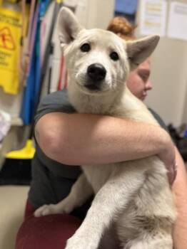 Husky and Mixed Breed Dogs Available for Adoption in King William, Virginia - Foxy | PetCurious