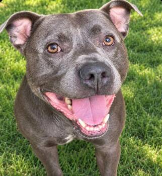 Dexter -  Pit Bull Terrier and Mixed Breed Dog for Adoption in Saint Clairsville, Ohio - Dexter | PetCurious